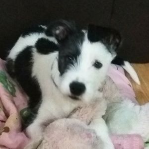 Meet your Posher, Evelyn